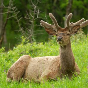 Préserver la nature sauvage du Vercors pour renforcer la résilience écologique face aux défis futurs